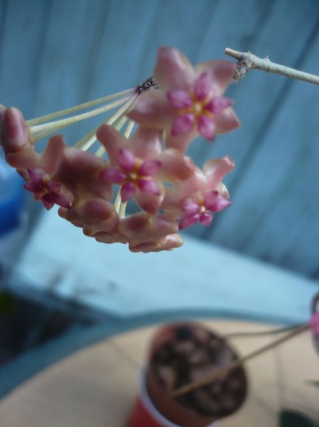 P1400254 - HOYA 2018-2