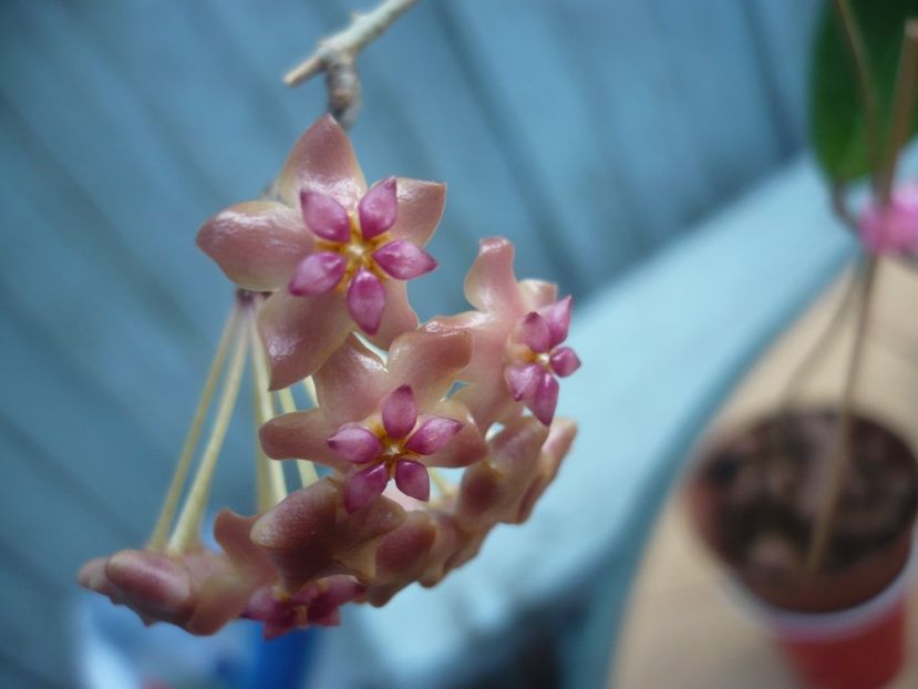P1400255 - HOYA 2018-2