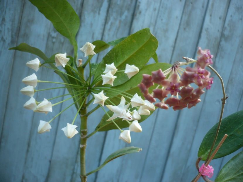 P1400256 - HOYA 2018-2