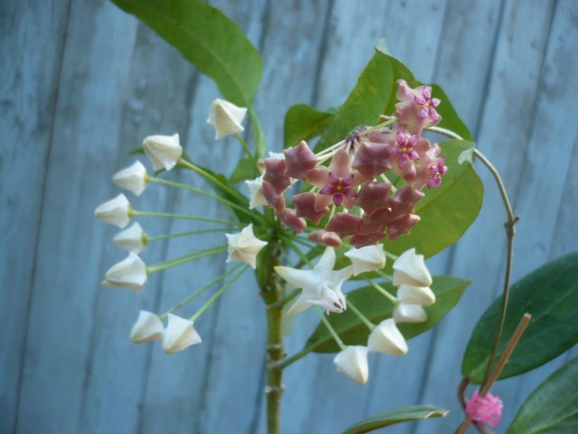 P1400257 - HOYA 2018-2