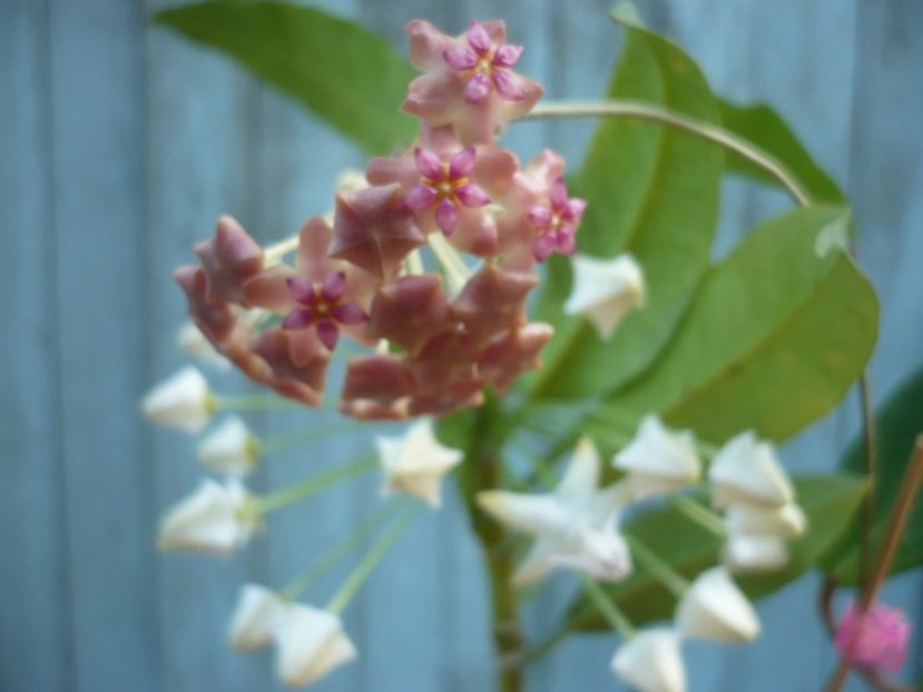 P1400258 - HOYA 2018-2