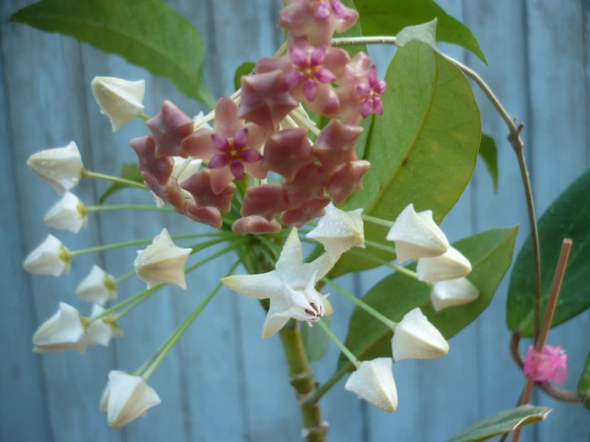 P1400259 - HOYA 2018-2