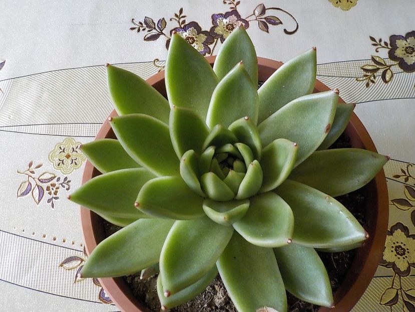  - echeveria agavoides