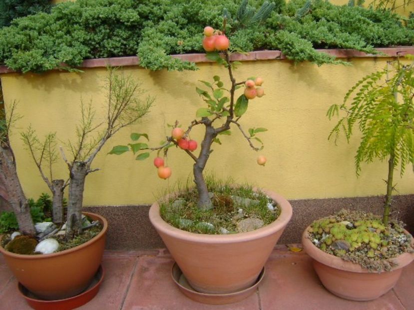 Mar decorativ - Bonsai si prebonsai 2018-2020
