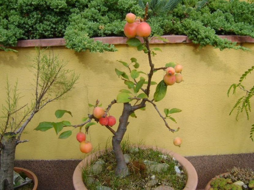 Mar decorativ - Bonsai si prebonsai 2018-2020