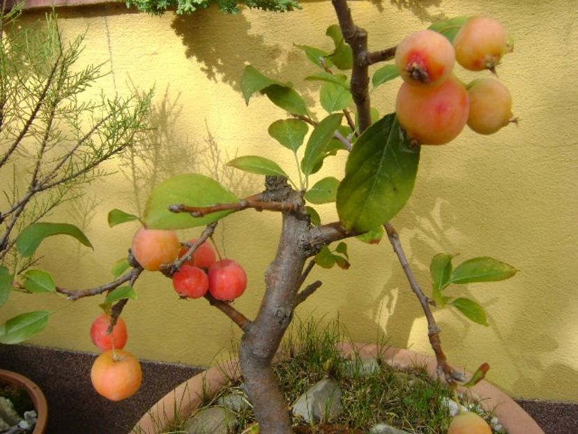 Mar decorativ - Bonsai si prebonsai 2018-2020