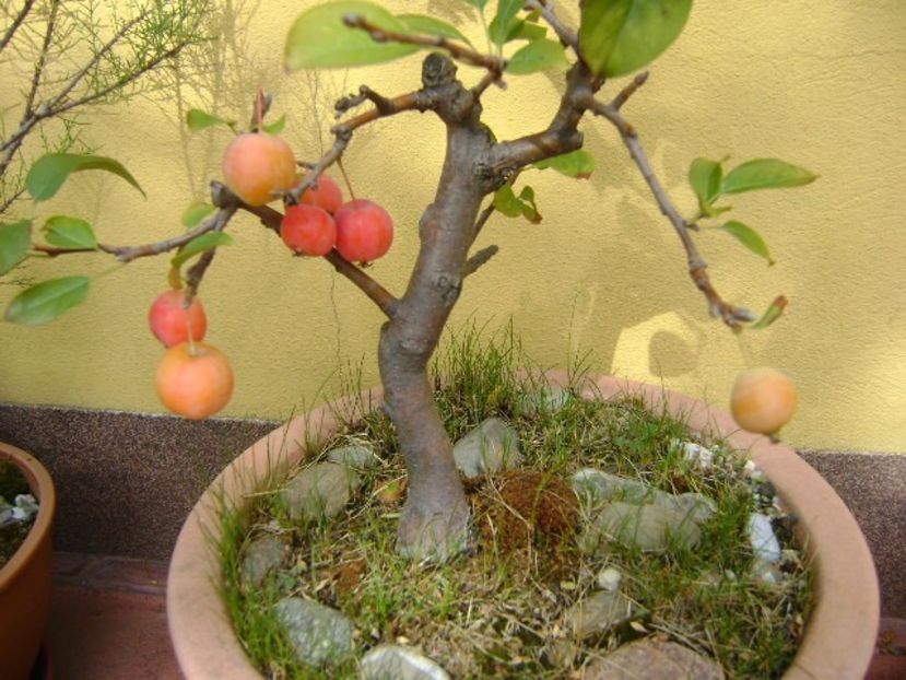 Mar decorativ - Bonsai si prebonsai 2018-2020