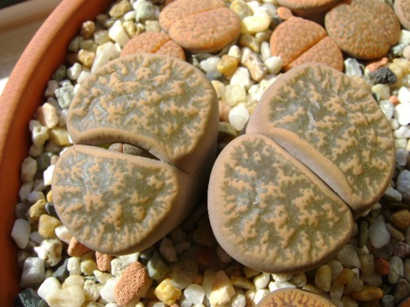 Lithops - Suculente 2018