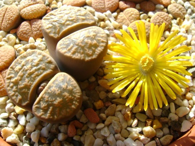 Lithops - Suculente 2018