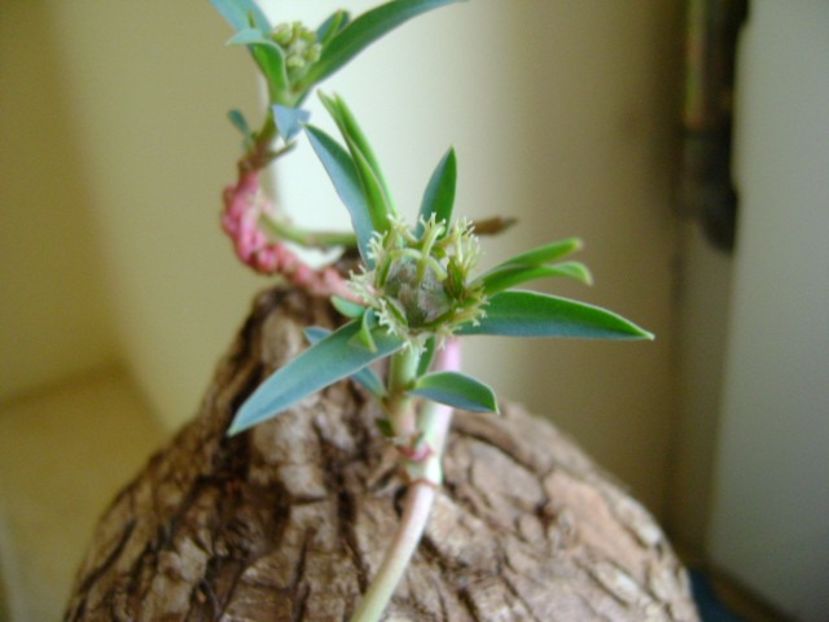 Euphorbia trichadenia - Caudiciforme si bulbi 2018