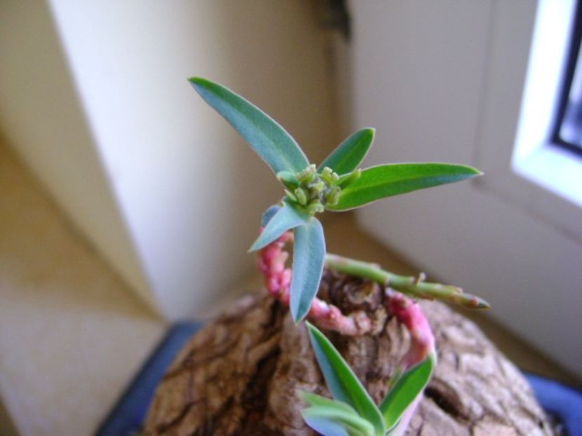 Euphorbia trichadenia - Caudiciforme si bulbi 2018