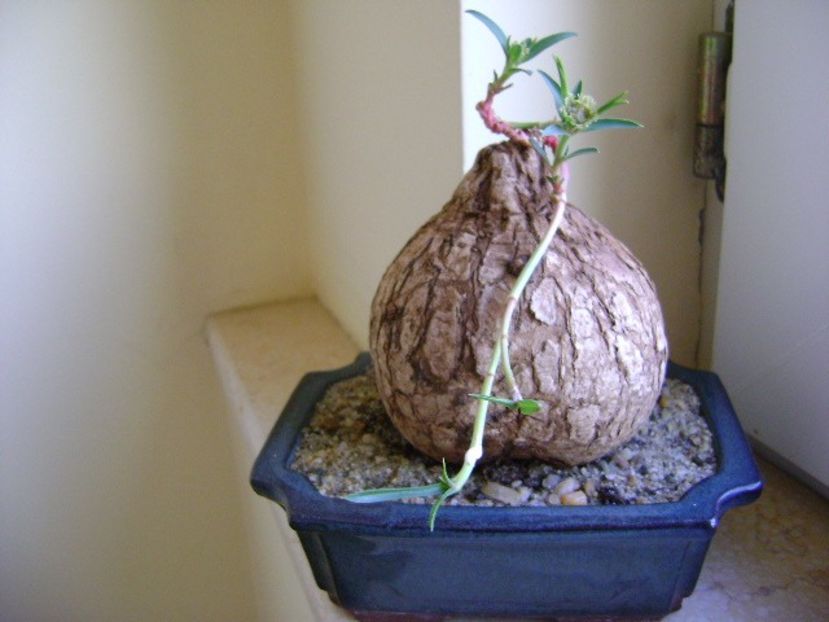 Euphorbia trichadenia - Caudiciforme si bulbi 2018
