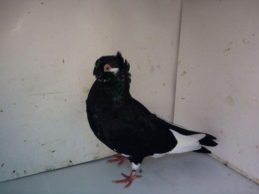 7111  mascul  2018_1 - pui 2018 BM