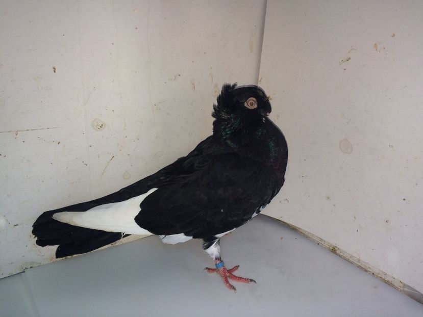 7111  mascul  2018_2 - pui 2018 BM