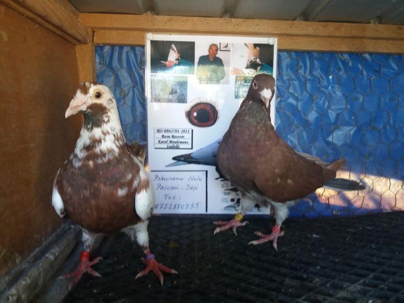  - Meulemans de vanzare