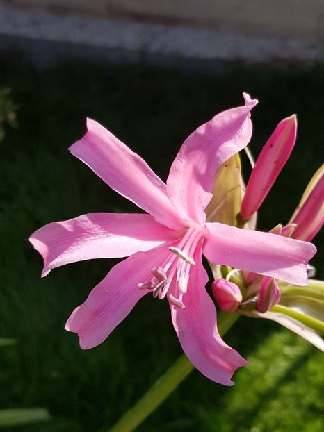 Nerine bowdenii - Octombrie 2018