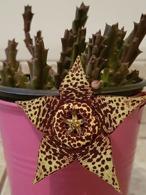 Stapelia variegata 1 - Stapeliade 2018-2021-2022