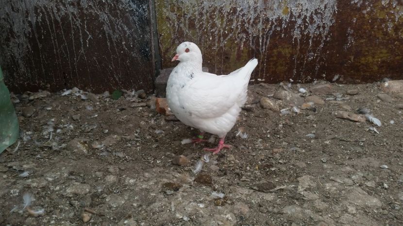 Promoția 2018 - Kingi 2018