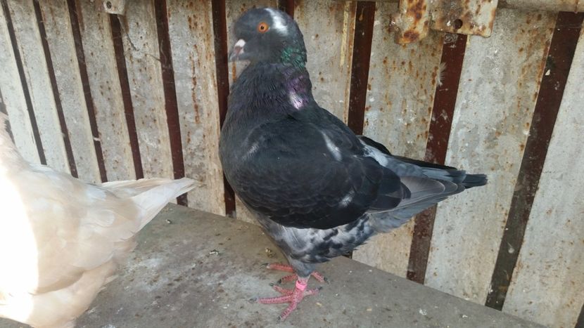 Promoția 2018 -1 - Kingi 2018