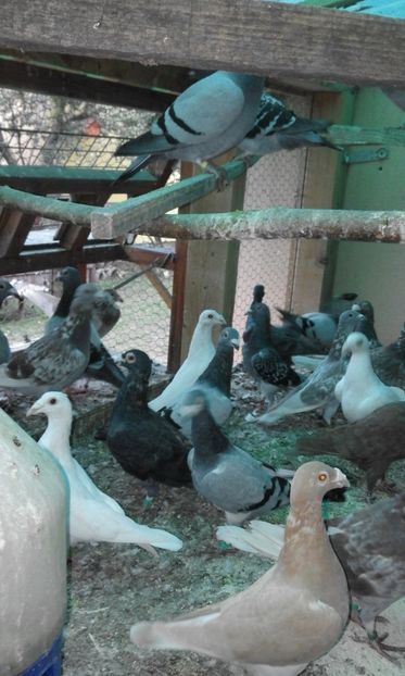  - Vand Voiajori de tip vechi