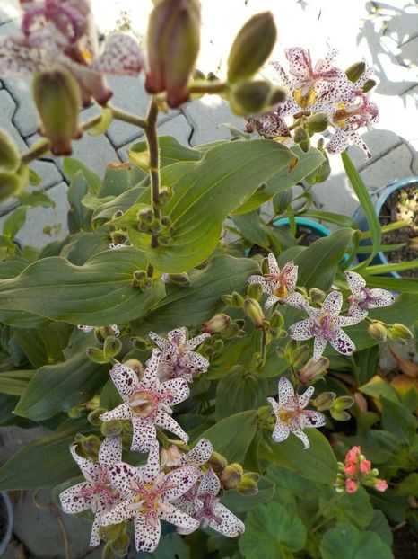 107747467 (1) - tricyrtis hirta