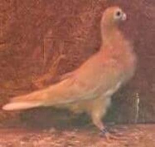 received_774423536281871 - Porumbei vanduti