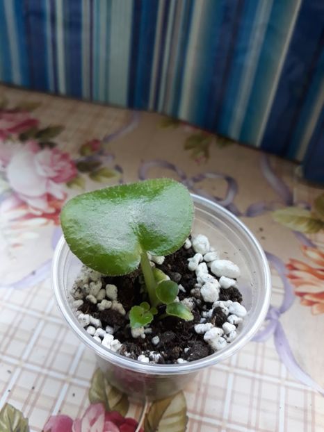  - Champagne Pink _sport