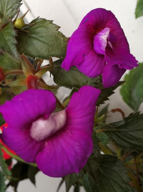  - Achimenes 2018