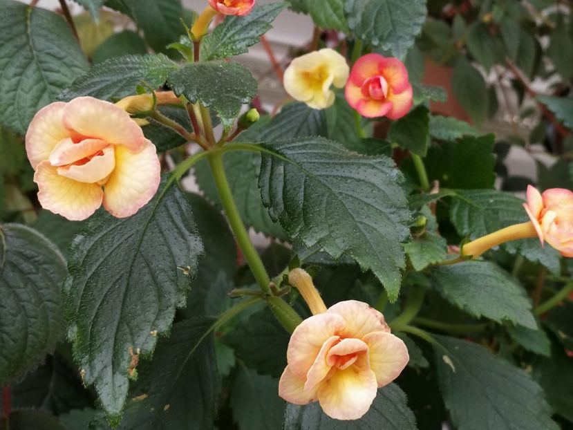 - Achimenes 2018