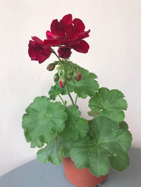 Calliope - Multumesc!