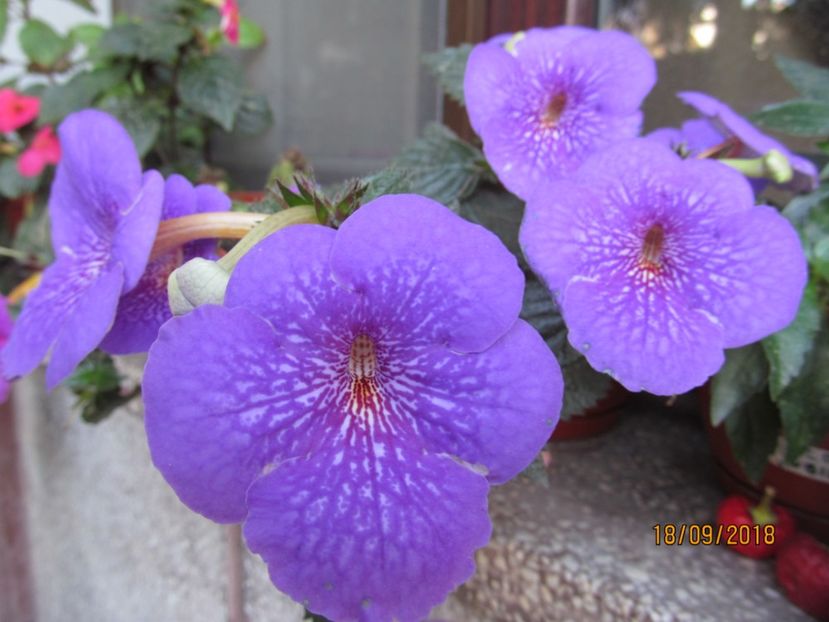  - ACHIMENES 2020 - VANZARI HIBRIZI