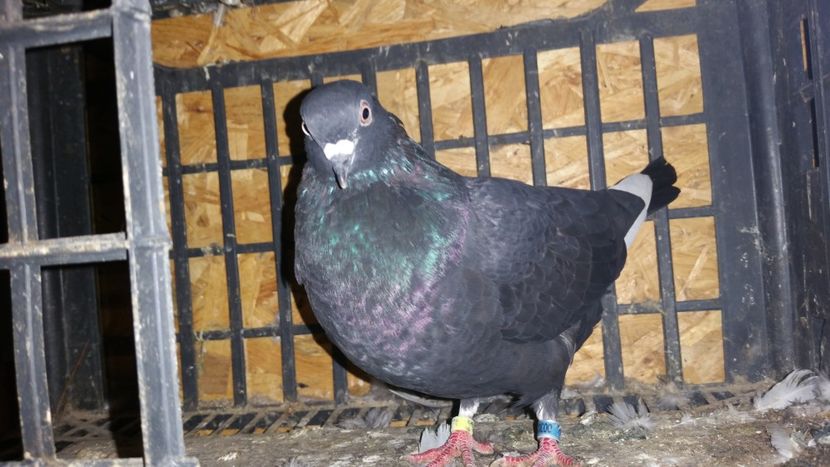  - Rolleri de Birmingham