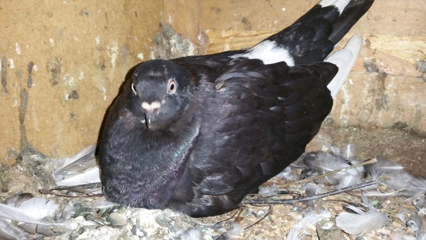  - Pasari facute cadou