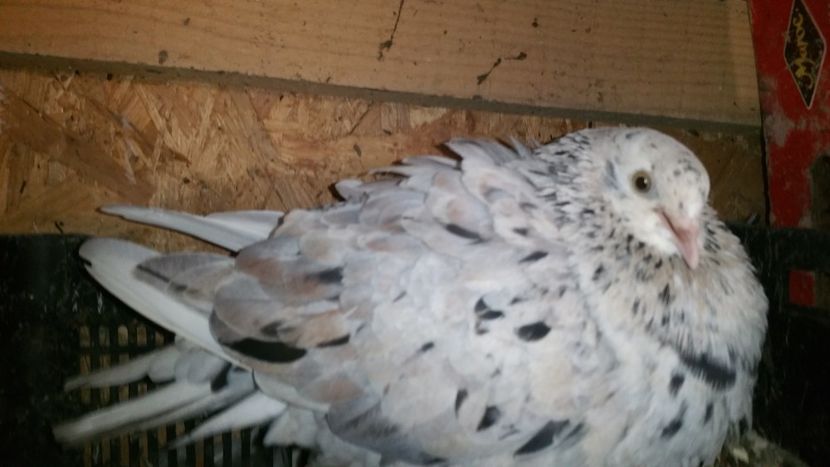  - Rolleri de Birmingham