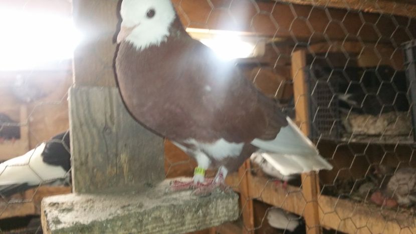  - Pasari facute cadou