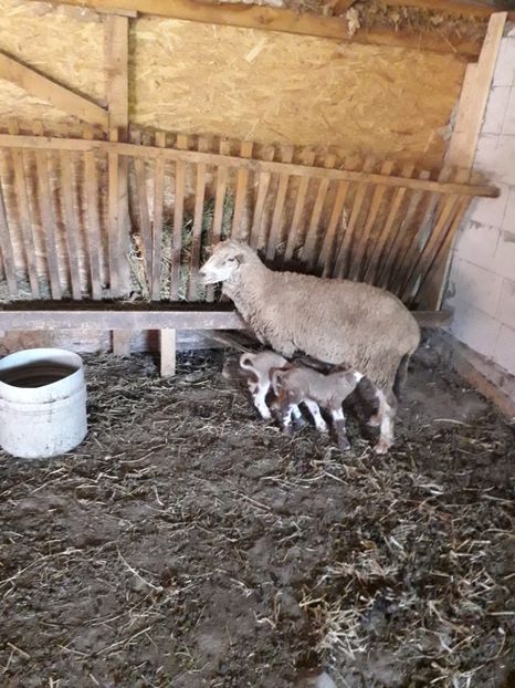  - Octombrie a venit cu gemeni