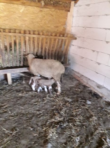  - Octombrie a venit cu gemeni