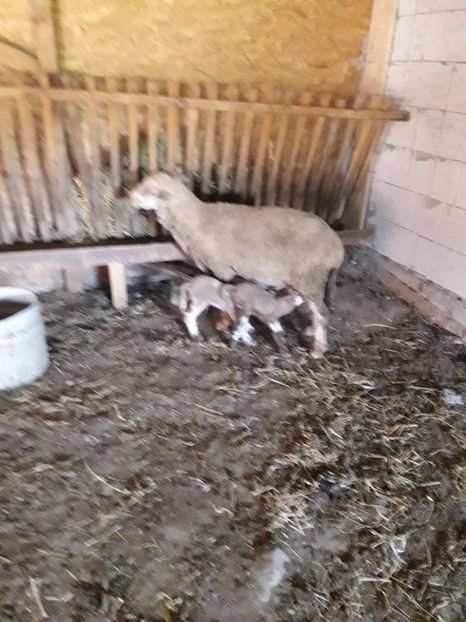  - Octombrie a venit cu gemeni