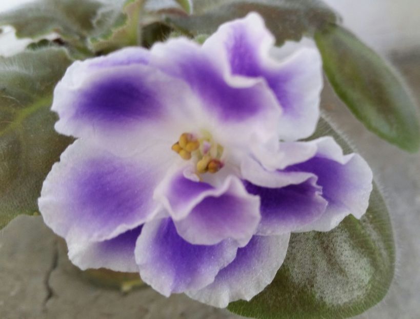 20180927_101228-1 - V7 RS Aquamarin