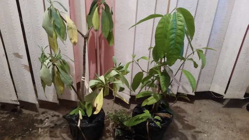 edgeworthia si oxydendrum - Noutati 2018