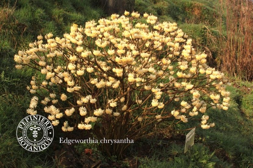 edgeworthia-chrysantha - Noutati 2018