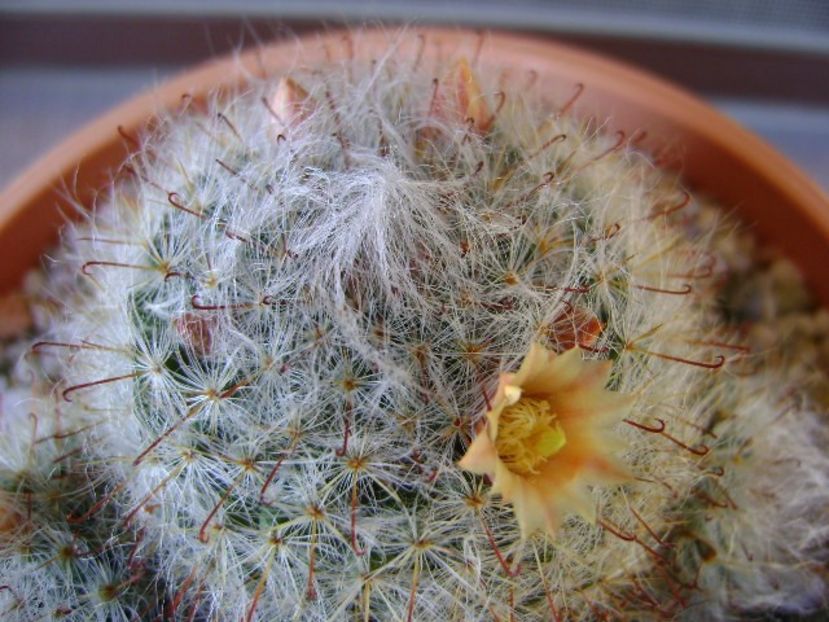 Mammillaria bocasana - Cactusi 2018 continuare