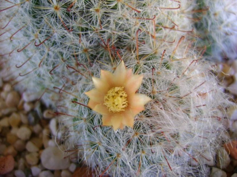 Mammillaria bocasana - Cactusi 2018 continuare