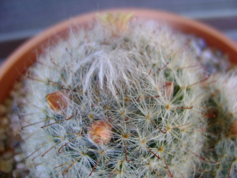 Mammillaria bocasana - Cactusi 2018 continuare