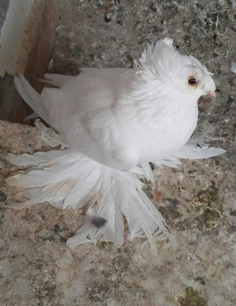 IMG-20180930-WA0033-1 - Pui de 2018