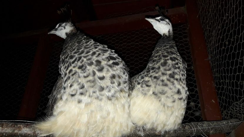  - A-Pui paun Indian Blue