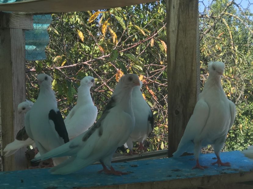 B415E05A-B500-4023-961E-B421CB66F388 - 2018