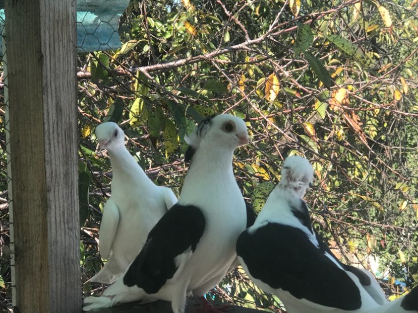 A1BE5CCF-E641-4527-95F4-BAE9B5E385B8 - 2018