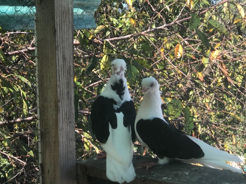 606F5F96-5580-453B-A7D6-8A45057CCA35 - 2018