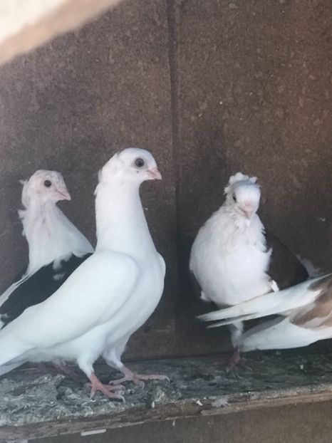 45A5BECE-442B-43CA-A254-89602360D565 - 2018